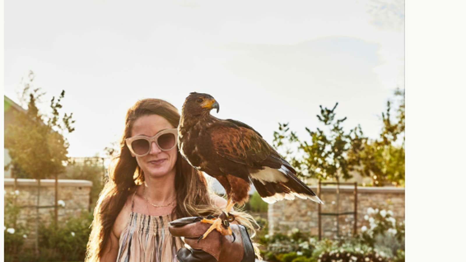 Falconry & Hoot Hangs